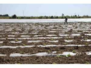 Karpuz üretiminin lideri Adana’da çiftçiler 10 lira fiyat bekliyor