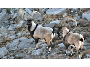Antalya’da yaban keçileri dron ve kamera ile görüntülendi