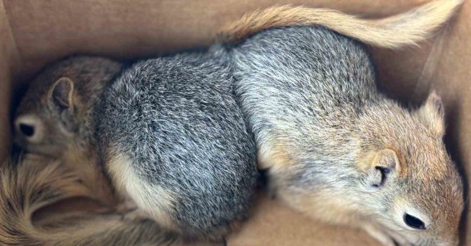 Sincapları satmaya çalışan şahsa 30 bin TL ceza