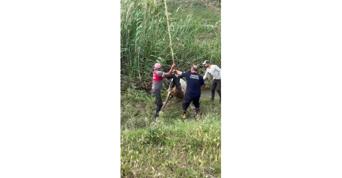 Bataklığa saplanan inek vinçle kurtarıldı