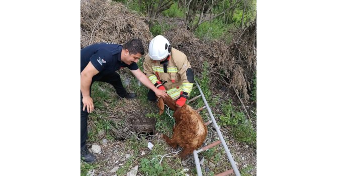 Çukura düşen keçiyi itfaiye kurtardı