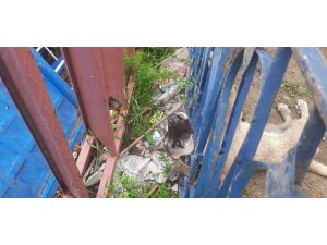 Demir korkuluklara sıkışan köpeği itfaiye ekipleri kurtardı