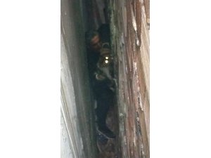 Bina boşluğuna düşen kedi, 7 saatlik operasyonla kurtarıldı