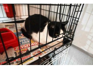 Kemer Barınağında Nisan ayında 210 hayvan kısırlaştırıldı