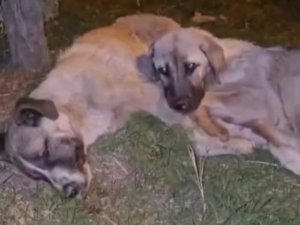 Annesi ölen yavru köpek sahipsiz kalmadı