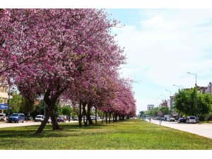 Antalya yaz renklerine bürünüyor
