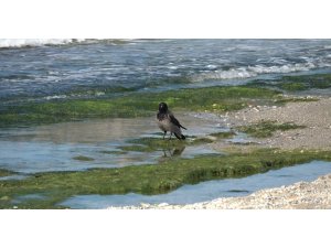 Hırsız karganın ’balık’ ziyafeti güldürdü