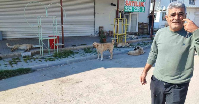 Sokak köpekleri tehlike saçıyor