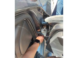 Aracın kapısına sıkışan kediyi itfaiye kurtardı