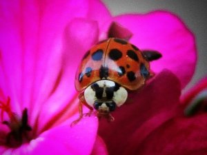 Nadir, uğur böceği türü görüntülendi