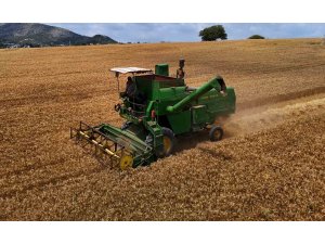 Adana’da buğday hasadı başladı