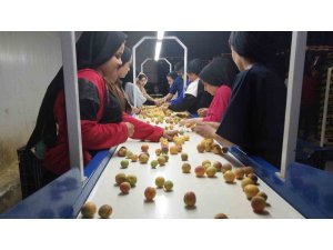 Kayısıda hasat yoğunlaştı, ihracat başladı