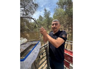 Kafesinden kaçan muhabbet kuşunu itfaiye yakaladı