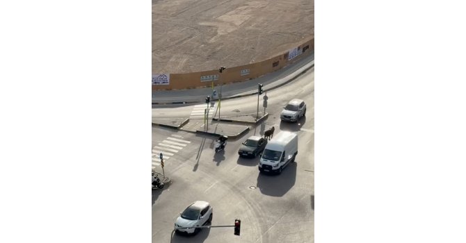 Atı otomobile bağlayarak götüren şahsa bin 986 TL ceza