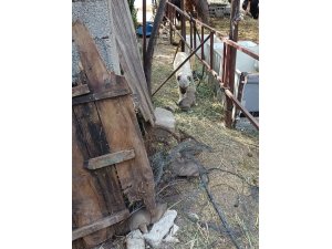 Anne köpeğin kuyuya düşen yavrularına kavuşması yürekleri ısıttı