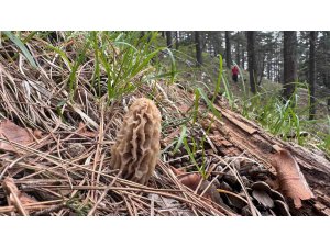 Toplaması bir tutku: Torosların bereketi "Kuzugöbeği" mantarı