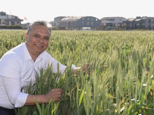 Buğdaylar başak verdi
