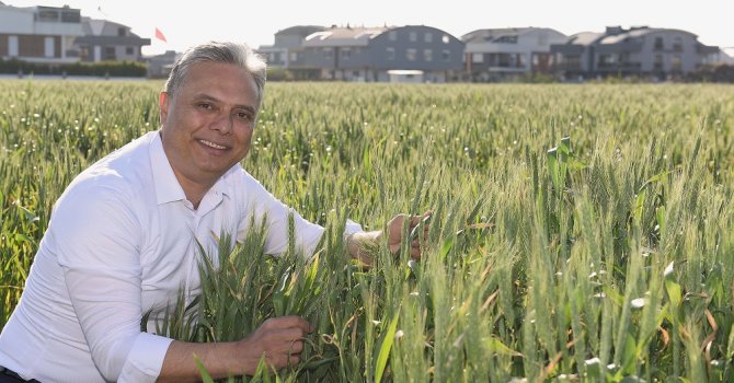 Buğdaylar başak verdi