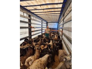 Kurbanlık denetimleri başladı