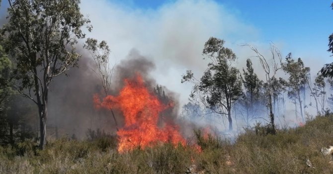 Mersin’de çıkan yangınlarda 14 dönüm alan zarar gördü