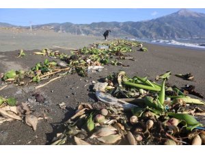 Aşırı yağışla birlikte denize sürüklenen binlerce tatlı su balığı, tuzlu suda telef oldu