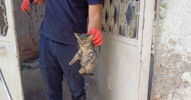 Aracın motoruna sıkışan yavru kedi kurtarıldı