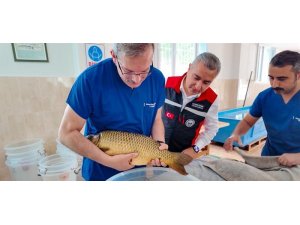 Sazan sağımı başlandı