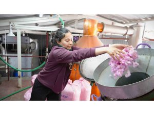 Küresel ısınma ve don gül üretimini vurdu, rekolte yarı yarıya düştü