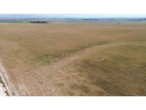 Kuraklık nedeniyle toprakta yarılmaların yaşandığı Amik Ovası’nda buğdaylar hasat olgunluğuna ulaşamadı