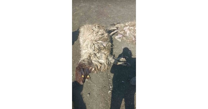 Kurtlar sabaha karşı girdiği ağılda 12 koyunu telef etti 20’sini yaraladı