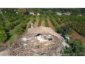 Leylekler doğadaki çöpleri yuvaya taşımış