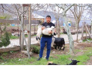 Kahramanmaraş’ta cevizi don vurunca, üreticileri farklı alanlara yöneldi