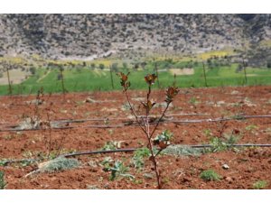 Antalya’da tarımsal sulama projeleriyle tersine göç hızlandı
