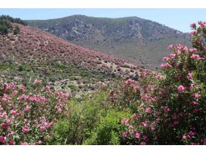 Adana’da dağlar zakkumların çiçek açmasıyla pembeye boyandı