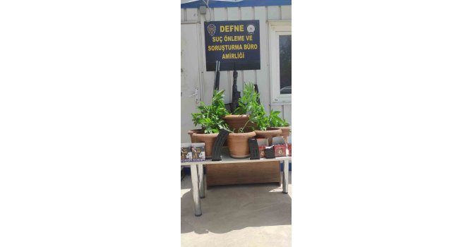 Defne’de saksı içerisine ekili 19 kök Hint keneviri bitkisi ele geçirildi