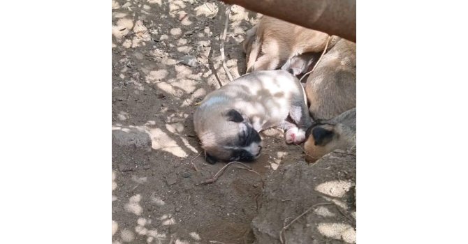 Çalıların arasındaki boşluğa düşen yavru köpekleri itfaiye kurtardı