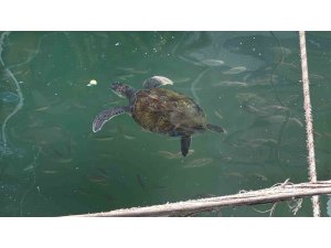 Kolay beslenmeye alışan deniz kaplumbağaları balıkçı barınağını terk etmiyor