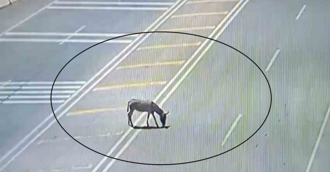 Ana yola çıkarak trafiği tehlikeye düşüren eşek koruma altına alındı