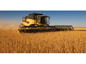 Adana ve Mersin’de 2025 yılı buğday biçim ücretleri belirlendi