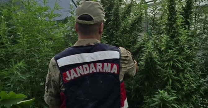 Jandarma’dan kenevir serasına operasyon