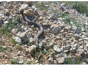 Engerek yılanı Kahramanmaraş’ta da görüntülendi