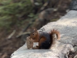 Sincabın bayram kömbesi yemesi gülümsetti