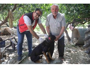 Hatay’da 4 mahallede kuduz karantinası