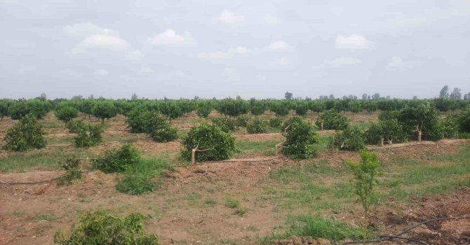 Tarsus’ta ağaç katliamı