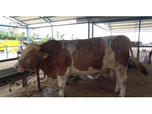 Alanya’da kurban satış yerleri doldu