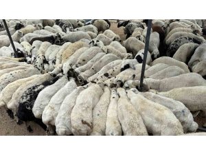 Karnı şiş kurbanlıklara dikkat: Yeme karıştırılan tuz ve sumak koyunları şişkin gösteriyor