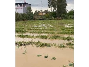 Adana ilçelerinde tarım arazileri sular altında kaldı