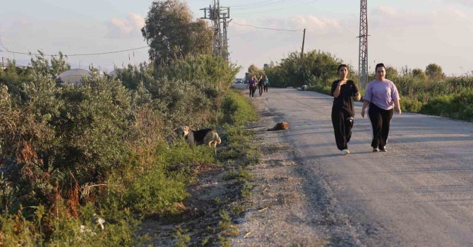 Kuduz karantinasının olduğu 4 mahallede sokak köpekleri vatandaşları tedirgin ediyor