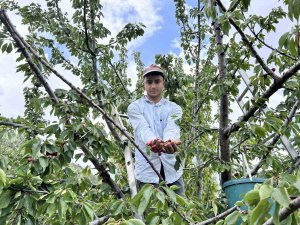Don afetinin rekolteyi düşürdüğü kirazda hasat vakti