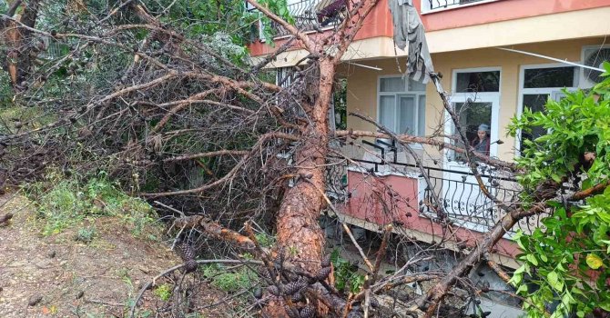 Manavgat’ta dev ağaç binanın üzerine devrildi